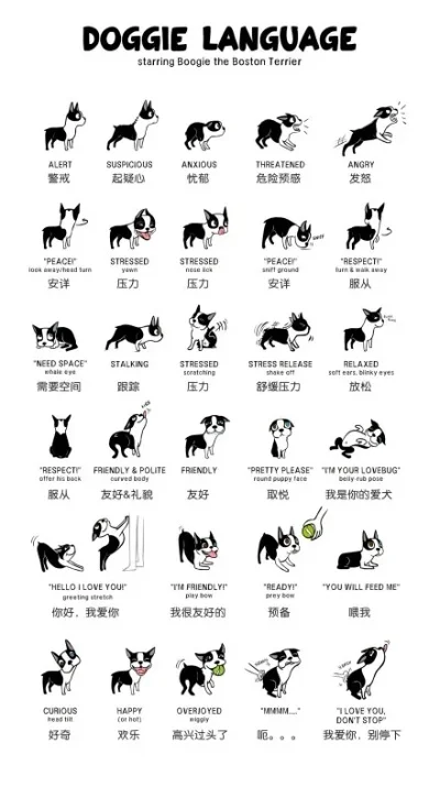 狗的多重身份：名词与动词用法解析